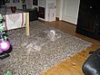 4621.jpg