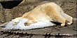 cute_animals_01.jpg