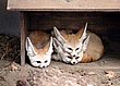 cute_animals_02.jpg