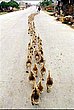 cute_animals_04.jpg