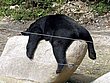 cute_animals_05.jpg