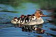 cute_animals_06.jpg