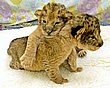 cute_animals_07.jpg