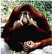 cute_animals_08.jpg