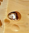 cute_animals_19.jpg