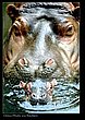 cute_animals_20.jpg