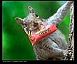 cute_animals_22.jpg