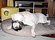 cute_animals_24.jpg