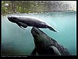 cute_animals_25.jpg