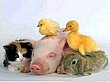 cute_animals_26.jpg