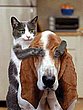cute_animals_29.jpg