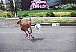 cute_animals_30.jpg