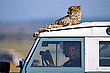 cute_animals_31.jpg