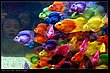 cute_animals_33.jpg
