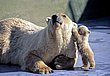 cute_animals_34.jpg