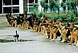 cute_animals_35.jpg