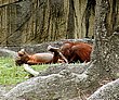 cute_animals_36.jpg