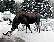 cute_animals_41.jpg