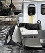 cute_animals_42.jpg