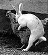 cute_animals_44.jpg