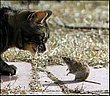 cute_animals_45.jpg