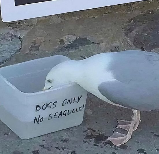 28930.jpg