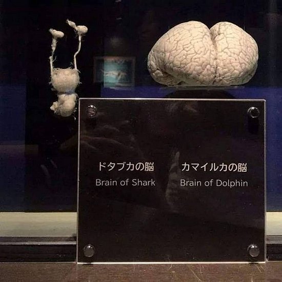 21052.jpg