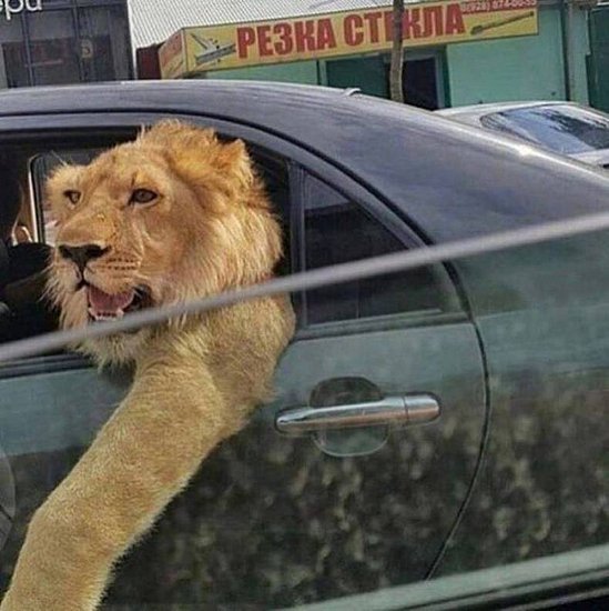 21802.jpg